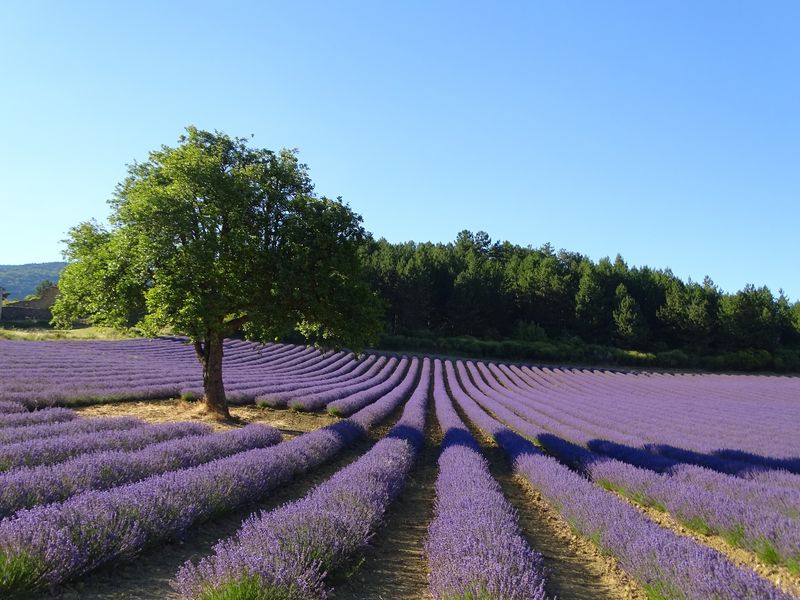 Champs de lavande violette en fleurs