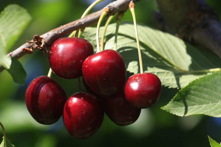 Cerises de Venasque, gastronomie provençale