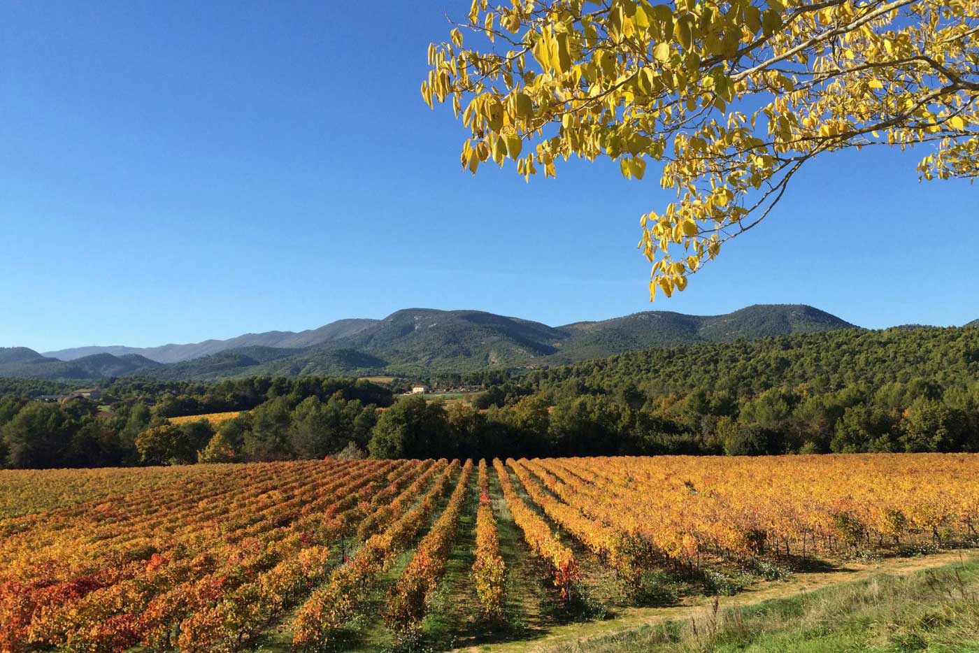 Vignes du Ventoux et de la vallée du Rhône